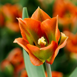 Tulip, Single Early Tulip, Single Late Tulip, Double Early Tulip, Double Late Tulip, Lily Tulip, Fringed Tulip, Greigii Tulip, Parrot Tulip, Spring Flowers